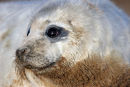 07-0659 Grey Seal Pup Halichoerus grypus
